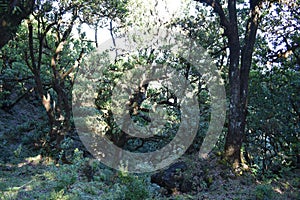 Hiking at the Fairy forest in Fanal with ancient laurel trees in Madeira, Portugal