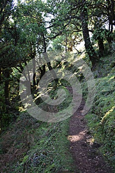 Hiking at the Fairy forest in Fanal with ancient laurel trees in Madeira, Portugal