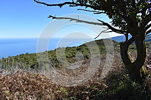 Hiking at the Fairy forest in Fanal with ancient laurel trees in Madeira, Portugal