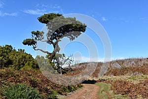 Hiking at the Fairy forest in Fanal with ancient laurel trees in Madeira, Portugal