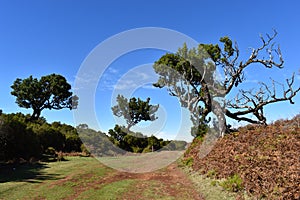 Hiking at the Fairy forest in Fanal with ancient laurel trees in Madeira, Portugal