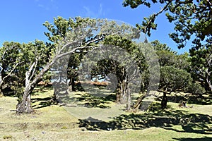 Hiking at the Fairy forest in Fanal with ancient laurel trees in Madeira, Portugal