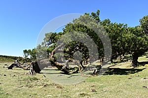 Hiking at the Fairy forest in Fanal with ancient laurel trees in Madeira, Portugal