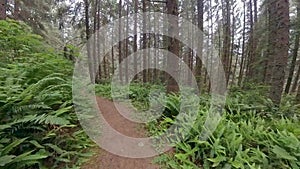 Hiking Through Ferns in Redwood Forest