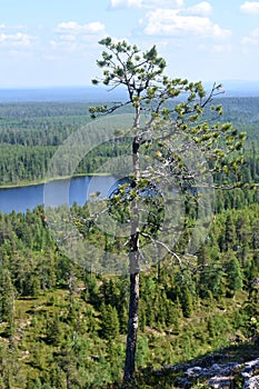 Hiking in Finnish Lapland in Kuusamo, Finland photo