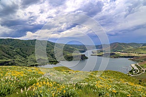 Wildflowers above Lucky Peak Reservoir near Boise, Idaho photo