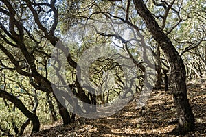 Turismo attraverso foresta da costiero vivere Quercia foresta condizione centrale 