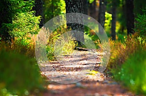 Hiking forest path through thick woods