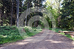 Hiking on a forest path in the Vulkaneifel, Germany