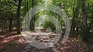 Hiking in a forest at summer. The sun shines through the trees.