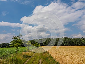 Hiking in the forrests of the german westphalia