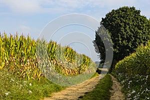 Hiking the GR5 trail in the Benelux