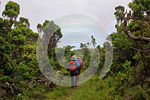 Hiking group, exploring green landscapes, Azores, Pico island