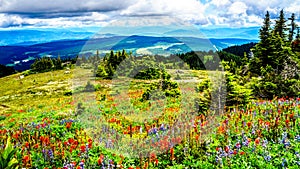 Hiking through the high Alpine Meadows covered in wild flowers to the top of Tod Mountain