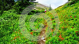 Hiking through the high Alpine Meadows covered in wild flowers to the top of Tod Mountain