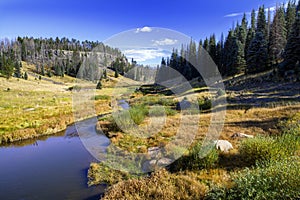 Hiking in the High Elevation Pine Forests of Eastern Arizona