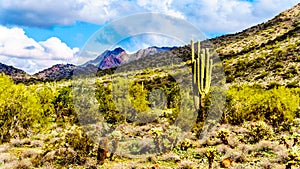 Hiking on the hiking trails surrounded by Saguaro, Cholla and other Cacti in the semi desert landscape of the McDowell Mountains