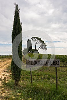 Hiking hills, backroads and vineyards at autumn, near Siena in Tuscany