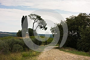 Hiking hills, backroads and vineyards at autumn, near Siena in Tuscany