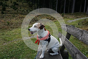 Hiking holiday with dog in austria