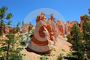 Hoodoos and Ponderosa Pines in Bryce Canyon National Park