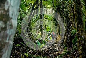 Hiking In the Jungle of the Corcovado photo