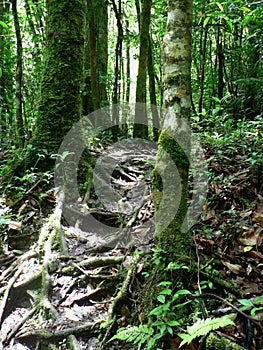 Hiking through the jungle, panama