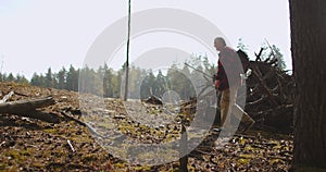 Hiking of lonely aged man in pine forest at sunny fall day, traveller with backpack is enjoying fresh air