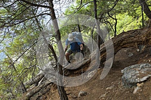 Hiking on Lycian way. Man with backpack climbs over large trunk of fallen old tree in coniferous forest on Lycian Way
