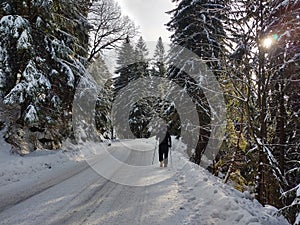 Hiking man in forest covered in snow during winter. Slovakia