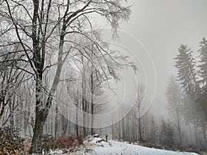 Hiking man in forest covered in snow during winter. Slovakia