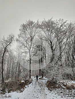 Hiking man in forest covered in snow during winter. Slovakia