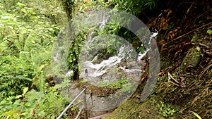 Hiking man trekking in rainforest jungle. view of young male hiker walking on trek through dense rain forest nature in