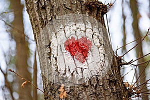Hiking marking on a tree in the woods.The symbol of the heart in nature