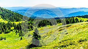 Hiking through the meadows covered in wildflowers in the high alpine near the village of Sun Peaks