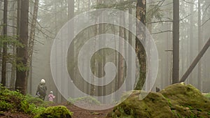 Hiking in misty morning at spring forest. Child and mother at footpath in woodland.