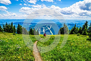 Hiking through the mountain alpine meadows with wild Flowers on Tod Mountain