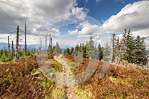 Hiking mountain trail through dead forest, Beskid Mountains in Poland wide angle landscape