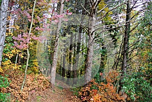 Hiking mountain trail, Giuguno, italy