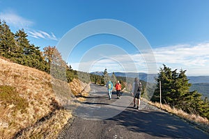 Hiking in mountains, pine trees