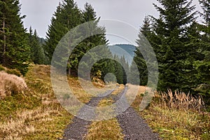 Hiking in mountains, pine trees