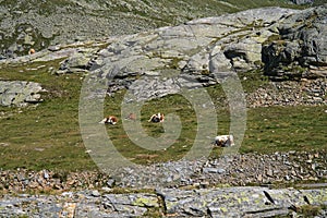 Hiking in MÃ¶lltaler Glacier area, high mountains, glacier, waterdams and cows on pastures