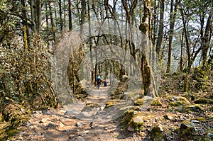 Hiking in Nepal jungle forest