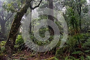 Hiking the Ngamoko track in Waikaremoana, New Zealand