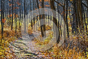 Hiking Path Through Autumn Forest