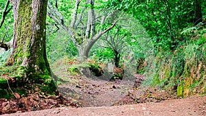 Hiking path in the Basque Country near Sare and Rhune