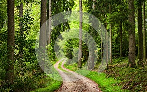 Hiking path in a beautiful green forest