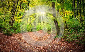 Hiking path through the deciduous forest with sunrays