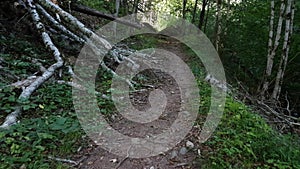 Hiking path or dirty road through a forest