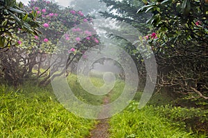 Hiking Path Through Flowers and Fog Tennessee